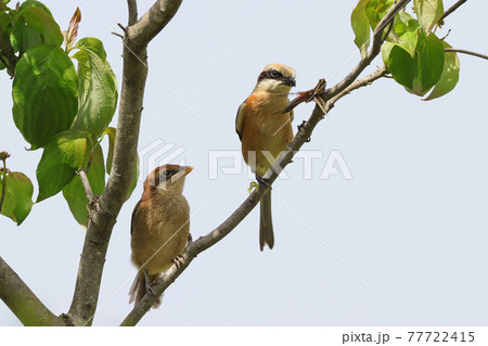 モズ親子 モズ親子 77722415