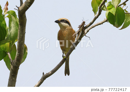 モズとはやにえ 77722417