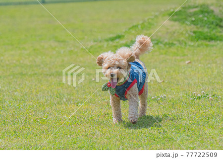 ドッグラン 77722509