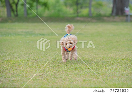 ドッグラン 77722636