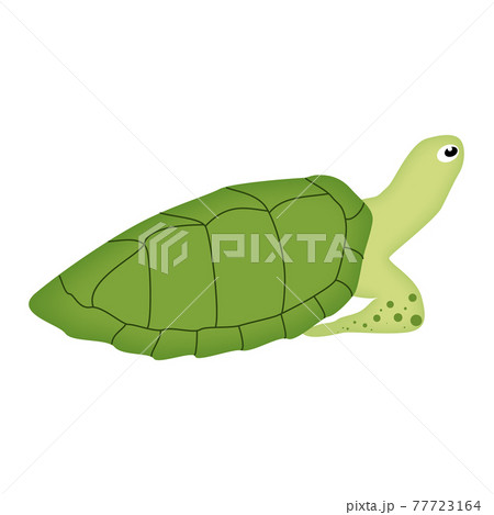 Cute cartoon green turtle character. Cute cartoon green turtle character. 77723164