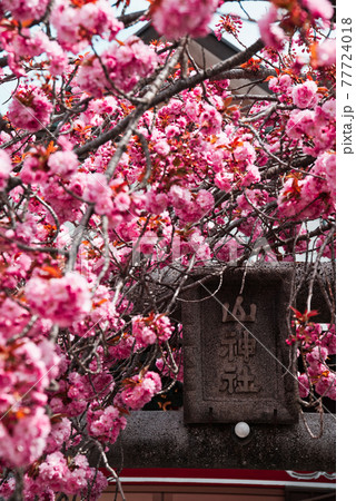 八重桜と鳥居 77724018