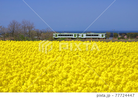 青森県上北郡横浜町　菜の花畑を走るJR大湊線 77724447