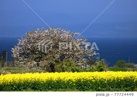 青森県上北郡横浜町 菜の花畑と桜と海の写真素材