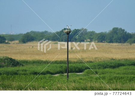 渡良瀬遊水地の人工巣塔にコウノトリ 渡良瀬遊水地の人工巣塔にコウノトリ 77724643