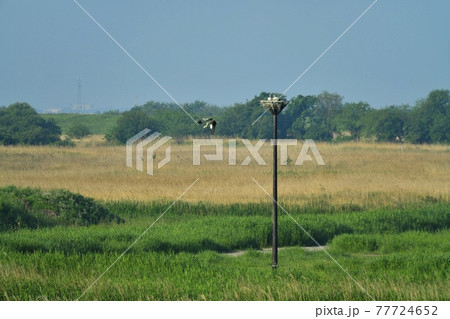 渡良瀬遊水地の人工巣塔にコウノトリ 渡良瀬遊水地の人工巣塔にコウノトリ 77724652