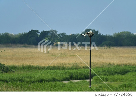 渡良瀬遊水地の人工巣塔にコウノトリ 渡良瀬遊水地の人工巣塔にコウノトリ 77724656
