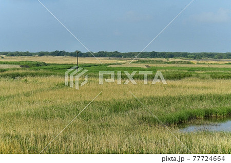 渡良瀬遊水地の人工巣塔にコウノトリ 渡良瀬遊水地の人工巣塔にコウノトリ 77724664
