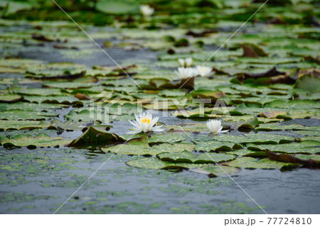 衆楽園の池を覆うスイレンとスイレンの花 岡山県津山市 衆楽園の池を覆うスイレンとスイレンの花 岡山県津山市 77724810