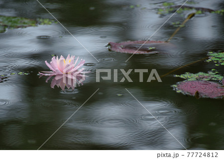 衆楽園の池に浮かんで咲いている一輪のピンク色のスイレンの花（左配置）　岡山県津山市 77724812