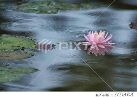 衆楽園の池に浮かんで咲いている一輪のピンク色のスイレンの花(右配置) 岡山県津山市 衆楽園の池に浮かんで咲いている一輪のピンク色のスイレンの花(右配置) 岡山県津山市 77724814