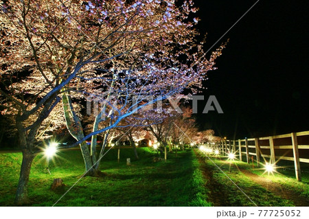 夜桜 夜桜 77725052