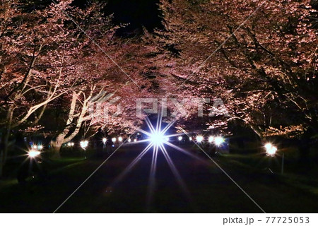 夜桜 夜桜 77725053