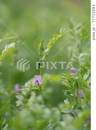 カラスノエンドウの蜜を舐めるアリ 77725083