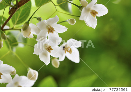 エゴノキの花の写真素材