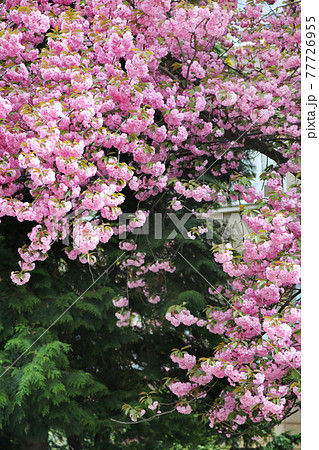 Spring cherry blossom 77726955