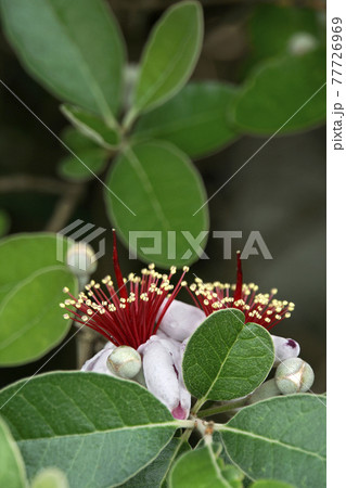 初夏に咲いた赤いフェイジョアの花 初夏に咲いた赤いフェイジョアの花 77726969