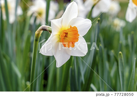 水仙 水仙 77728050