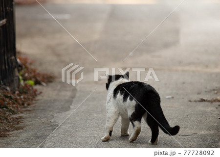 足を引きずり歩く猫 足を引きずり歩く猫 77728092