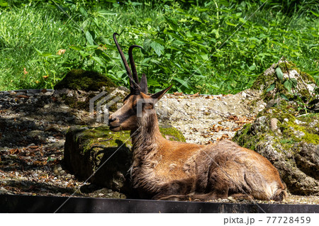 Apennine chamois, Rupicapra pyrenaica ornata, is living in Italy and Spain Apennine chamois, Rupicapra pyrenaica ornata, is living in Italy and Spain 77728459