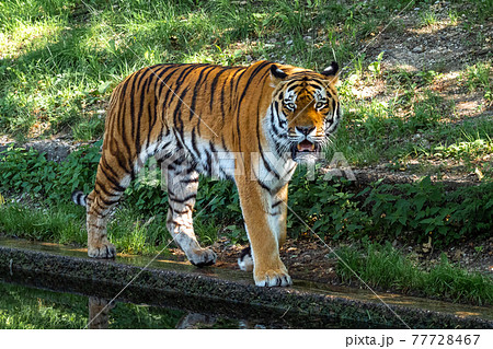 The Siberian tiger,Panthera tigris altaica in a park 77728467