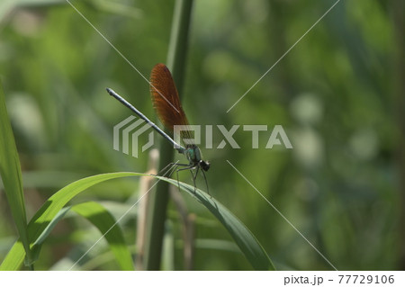 カワトンボ　鎌倉　台峯緑地　 77729106