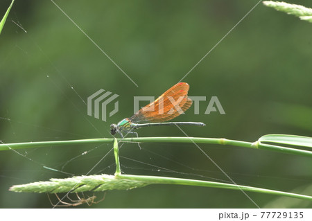カワトンボ　鎌倉　台峯緑地　 77729135