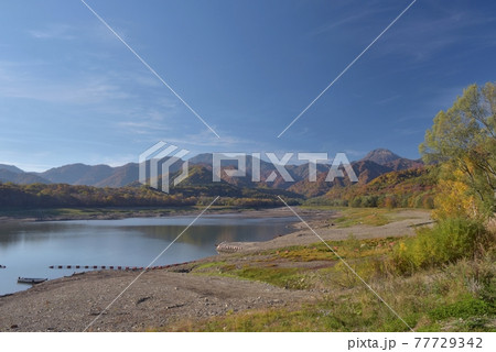 秋の晴天に絹雲、黄葉の妙高笹ヶ峰高原乙見湖から裏金山、新潟焼山を臨む 77729342