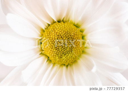 A delicate chamomile flower in soft focus. 77729357