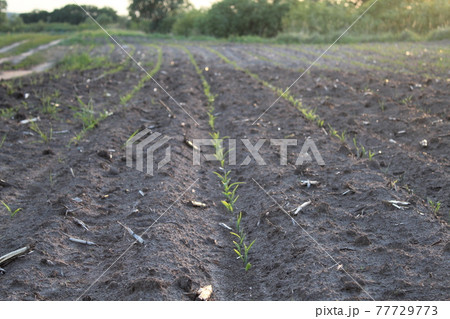 seedlings planting. The new life of the plant. agriculture. farming. It's a breeding. spring. New life seedlings planting. The new life of the plant. agriculture. farming. It's a breeding. spring. New life 77729773