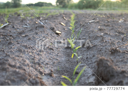 seedlings planting. The new life of the plant. agriculture. farming. It's a breeding. spring. New life 77729774