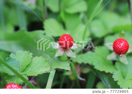 赤く熟したヘビイチゴの実　 77729805