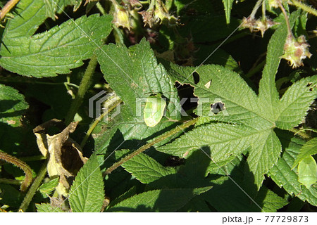 アオクサカメムシ 77729873