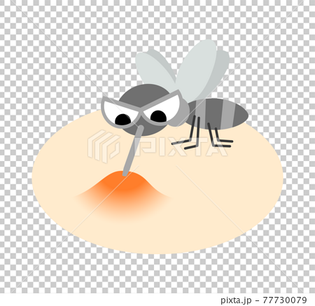 吸血蚊子的插圖圖像 77730079