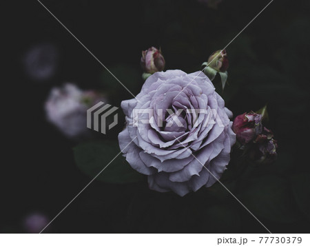 薄紫色のバラの花 5月 薄紫色のバラの花 5月 77730379