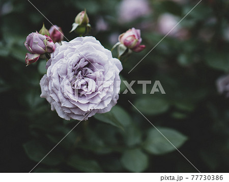 薄紫色のバラの花　5月 77730386