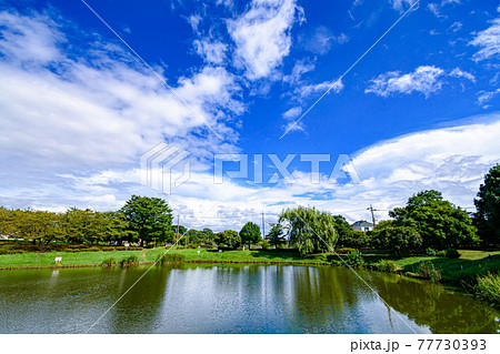 （埼玉県）真夏の西城沼公園と快晴の空 77730393