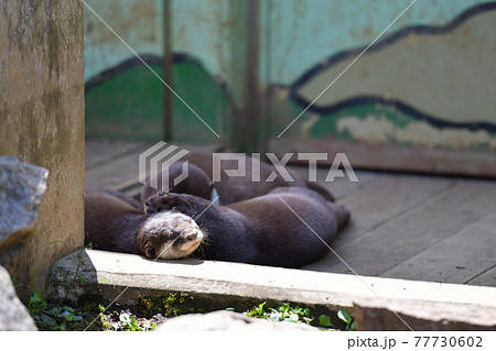 コツメカワウソ コツメカワウソ 77730602