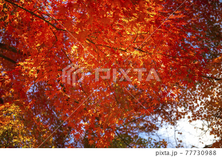 紅葉の山梨県立武田の杜・県民の森 紅葉の山梨県立武田の杜・県民の森 77730988