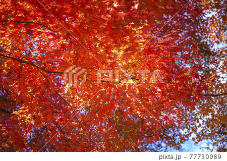 紅葉の山梨県立武田の杜・県民の森 紅葉の山梨県立武田の杜・県民の森 77730989