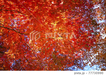 紅葉の山梨県立武田の杜・県民の森 77730990