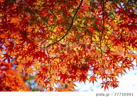 紅葉の山梨県立武田の杜・県民の森 77730991