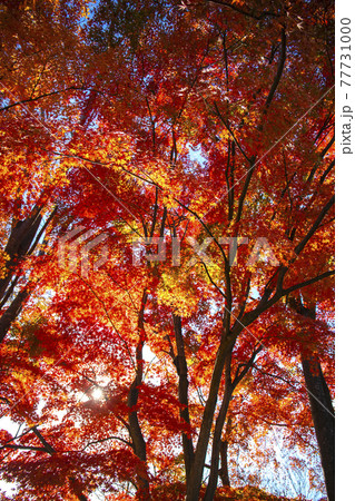 紅葉の山梨県立武田の杜・県民の森 77731000