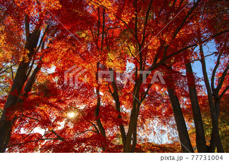 紅葉の山梨県立武田の杜・県民の森 77731004