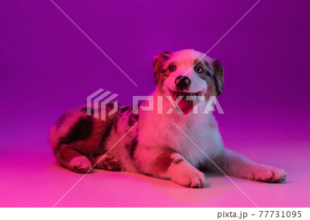 Portrait of big purebred dog, Australian Shepherd isolated over purple background in neon light 77731095