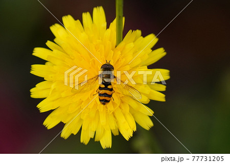 ハナアブとセイヨウタンポポ 77731205