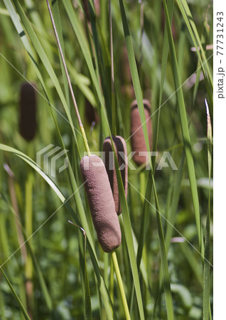 ガマがソーセージのような蒲の穂を付けています。Typha latifolia Lです。 77731243
