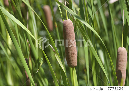 ガマがソーセージのような蒲の穂を付けています。Typha latifolia Lです。 77731244