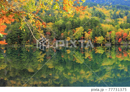 北海道のオンネトーの紅葉風景 77731375