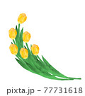黄色のチューリップ 77731618